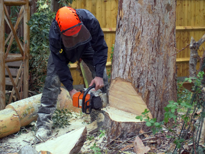 local Tree surgeons