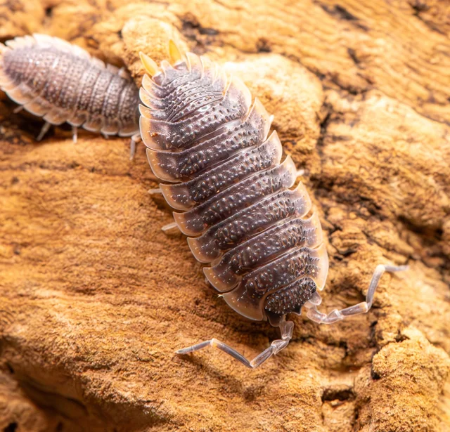 Rubber Ducky Isopods